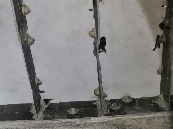 Chuyên yến thô trên đá chất lượng cao – Yến Sào Tấn Hưng